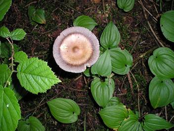 GrauerScheidenstreifling1005a