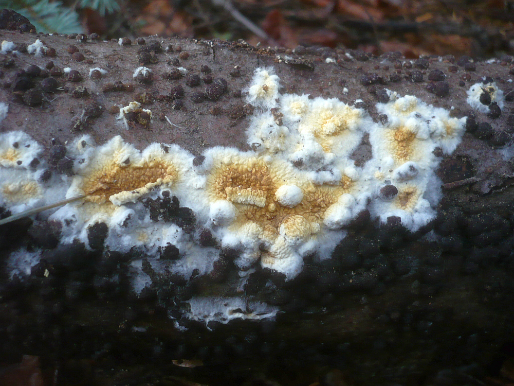 Brauner Kellerschwamm Dickh utiger Braunsporrindenpilz Warzenschwamm 