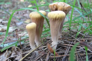 Pilzsuche Pilze Bestimmen Mit Der Pilzsuchmaschine Nach Makroskopischen Merkmalen Finde Hier Deinen Pilz