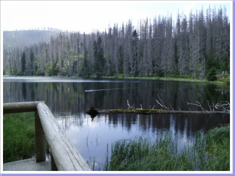 Lakasee